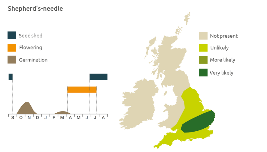 Shepherd's-needle life cycle and UK distribution